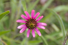 Echinacea tennesseensis