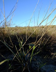Chlorophytum viscosum