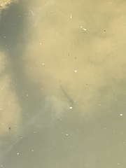 Micropterus salmoides