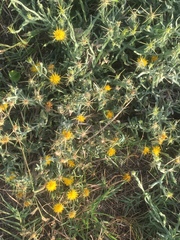 Centaurea solstitialis