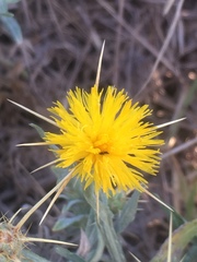 Centaurea solstitialis