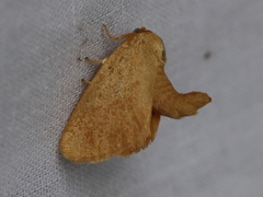 Tortricidia testacea