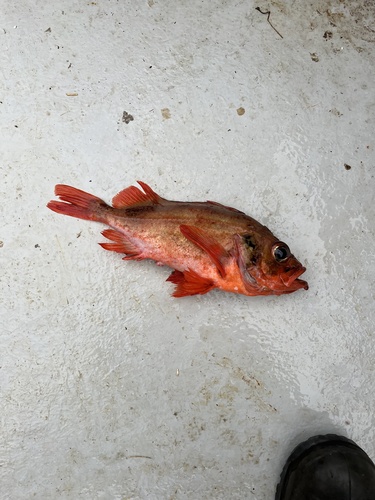 Acadische roodbaars (Sebastes fasciatus) — Sebastidae — 3