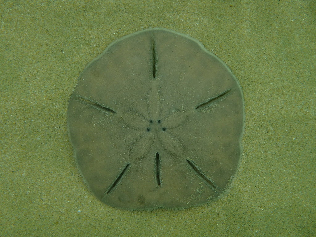 Flat sea urchins