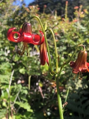 Lilium occidentale