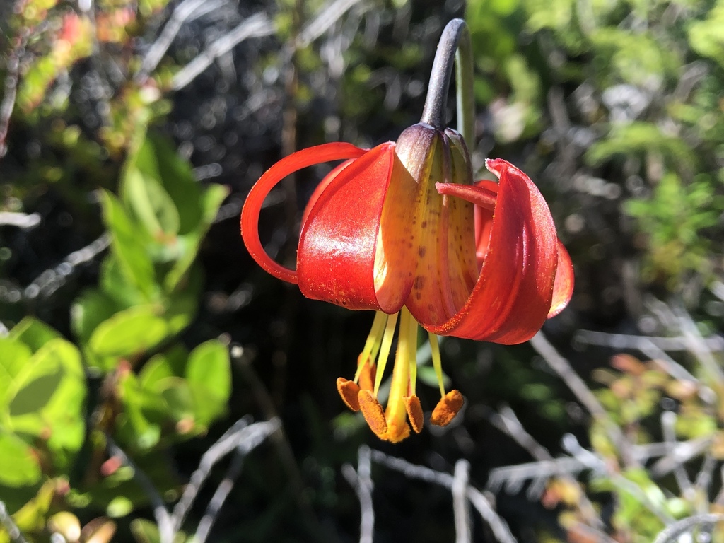 western lily