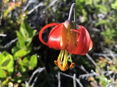 Lilium occidentale