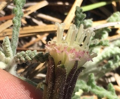 Chaenactis santolinoides