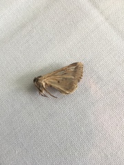 Agrotis exclamationis