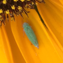 Graphocephala cythura