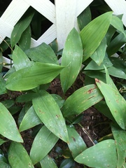 Convallaria