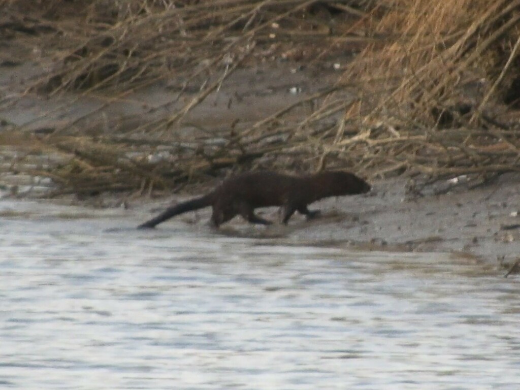 American Mink from St Mary's County, MD, USA on December 14, 2024 at 06 ...