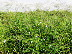 Clitoria ternatea albiflora