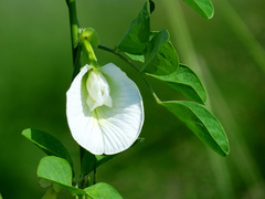 Clitoria ternatea albiflora