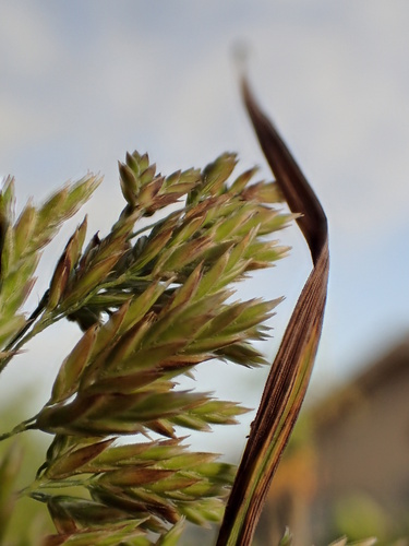 Poa mannii observed 2016-03-30