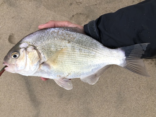 Barred surfperch (Amphistichus argenteus) — Embiotocidae — 4
