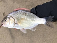 Barred Surfperch photo 2
