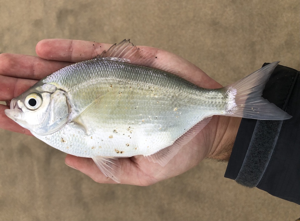 Silver Surfperch