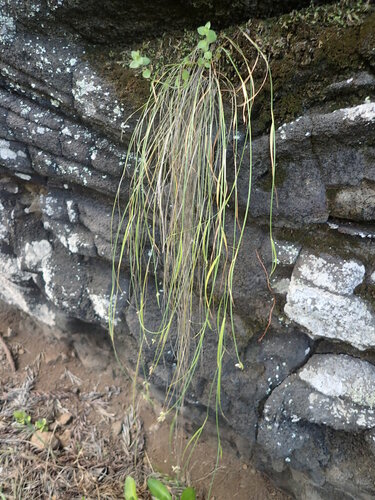 Poa mannii observed 2018-06-13