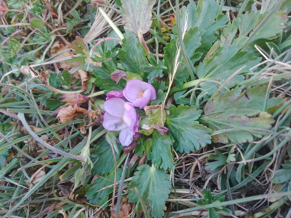 Acaulimalva purpurea