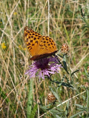 Silver-washed Fritillary