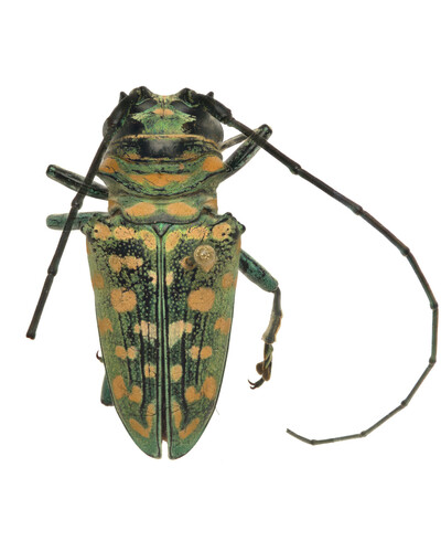 Sternotomis itzingeri