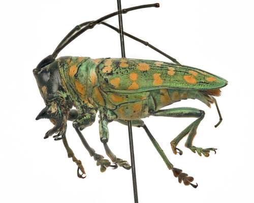 Sternotomis itzingeri