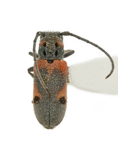 Tetraopes discoideus photo 4