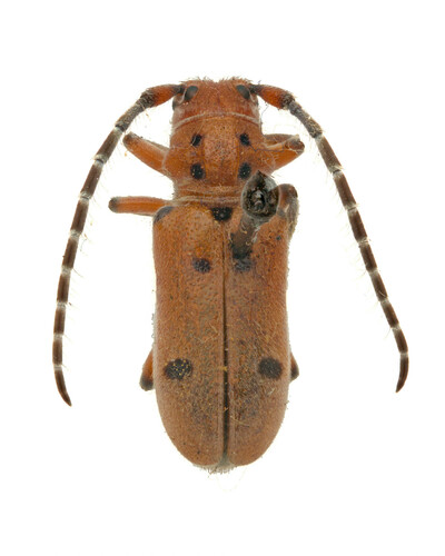 Red-femured Milkweed Borer