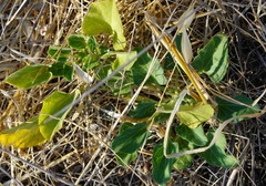 Calystegia subacaulis