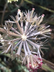 Chaenactis santolinoides