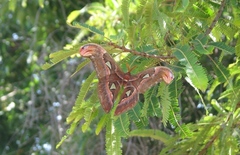 Attacus