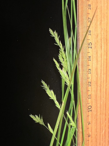 Poa sandvicensis observed 2024-06-18