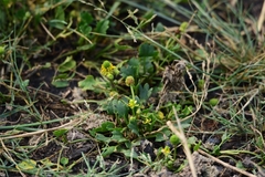 Halerpestes sarmentosa