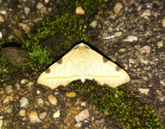 Achrosis rufescens