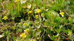 Ranunculus hyperboreus