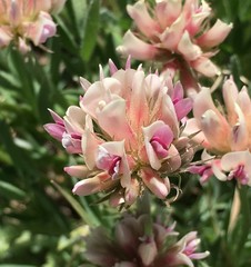 Trifolium dasyphyllum