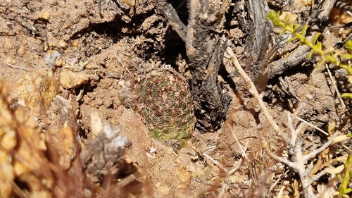 Aylostera einsteinii, photograph 2