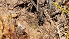 Aylostera einsteinii, photograph author not stated, no rights reserved