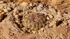 Aylostera einsteinii, photograph author not stated, no rights reserved
