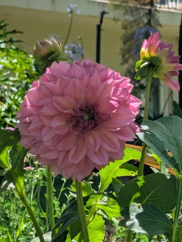 Dahlia pinnata