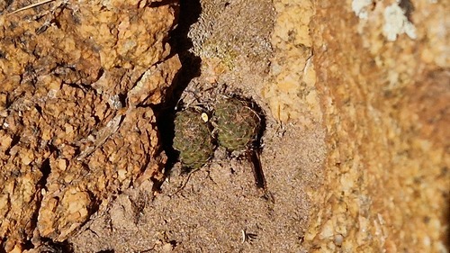 Aylostera einsteinii