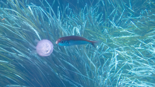 Bogue (Boops boops) — Sparidae — 2