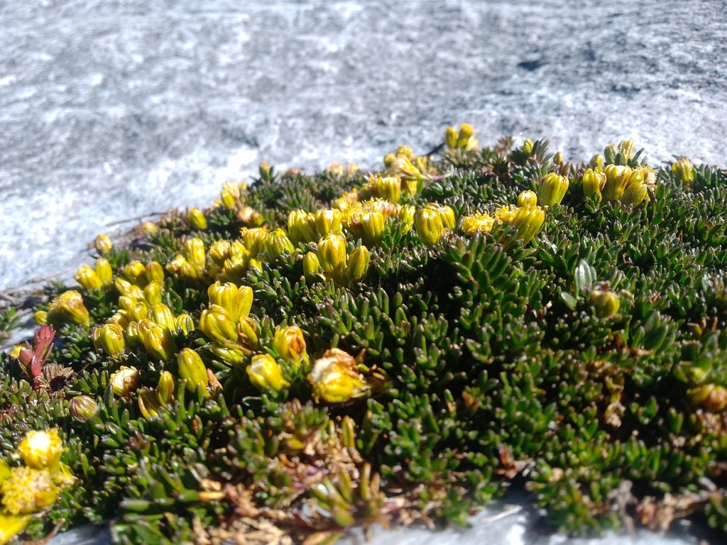 Monticalia cleefii