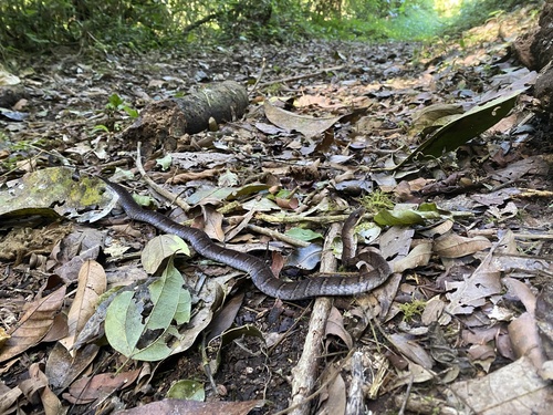 Talamanca Forest Racer