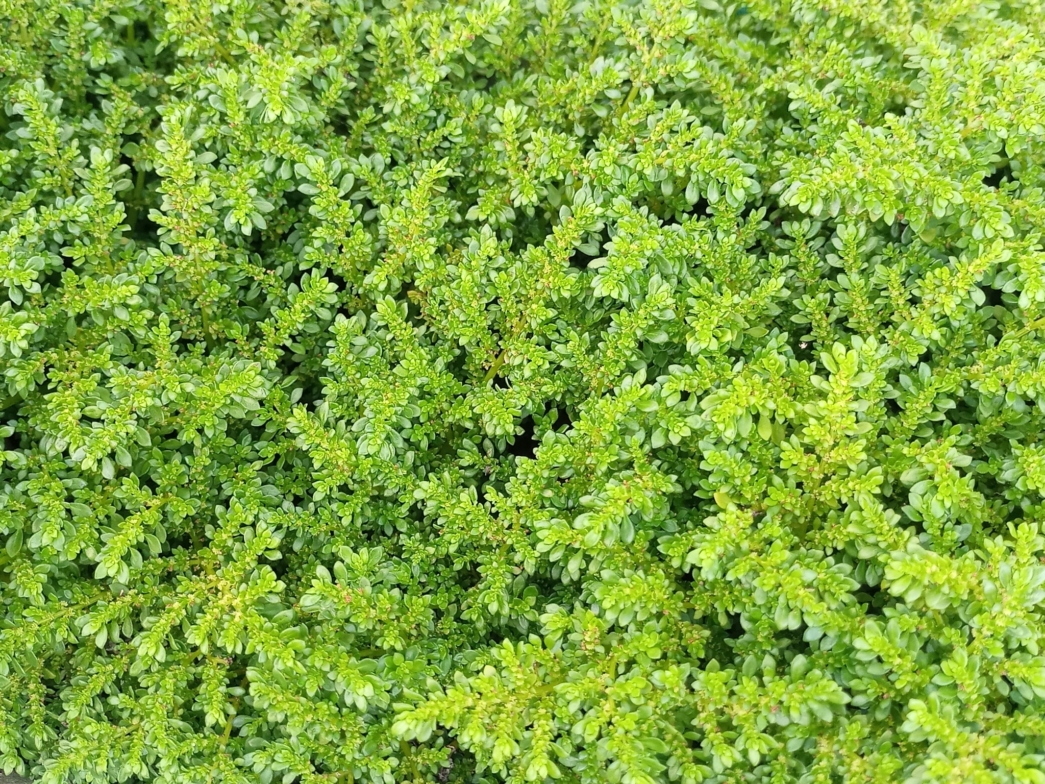 Pilea microphylla
