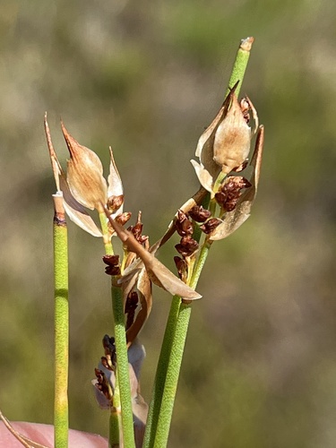 Wing Goldreed (Elegia juncea)