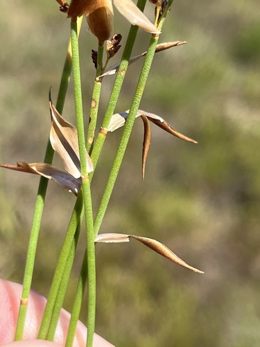 Elegia juncea, photograph 2