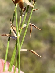 Elegia juncea, photograph (c) Dave U, some rights reserved (CC BY-SA)
