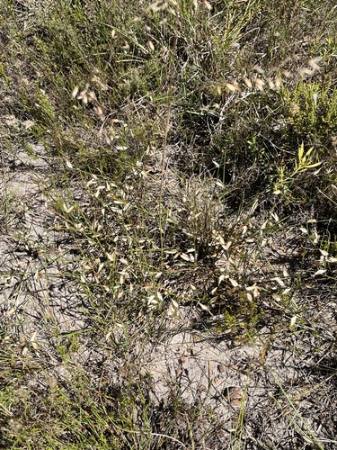 Elegia juncea, photograph 3
